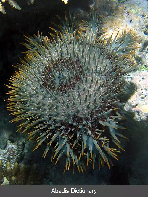 عکس ستاره دریایی تاج تیغی
