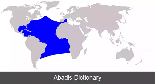 عکس دلفین خال دار اطلس