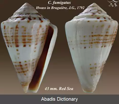 عکس قیفک دودی