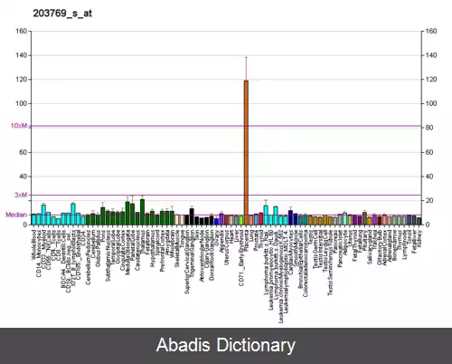 عکس استروئید سولفاتاز