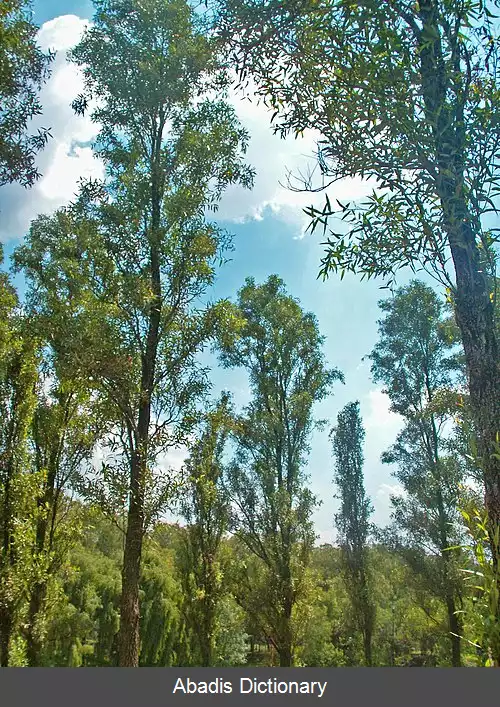 عکس بید بونپلان