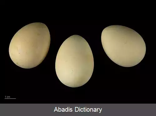 عکس دراج دوسیخک