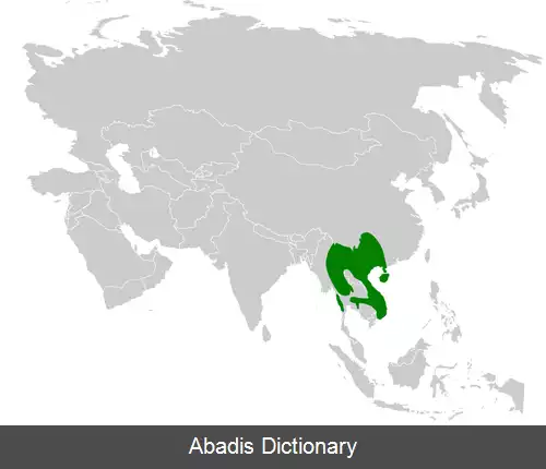 عکس بلبل گلوپفی