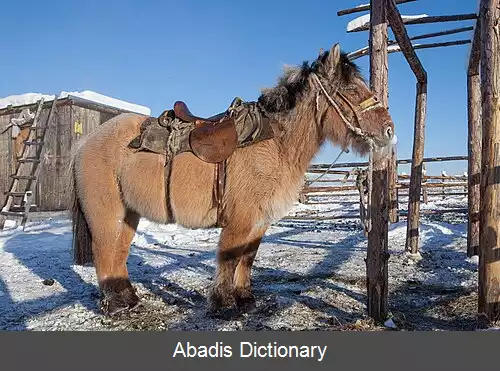 عکس اسب یاقوتستان