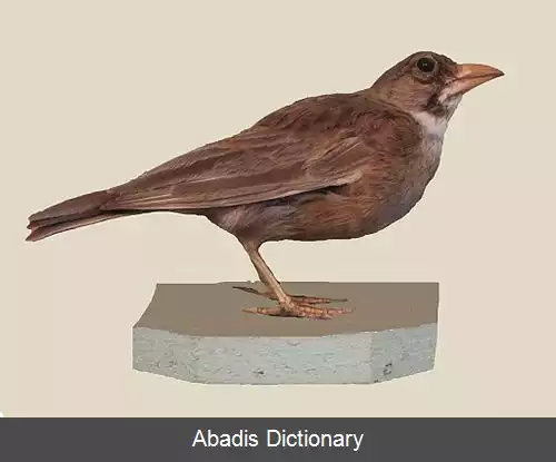 عکس چکاوک نقاب دار