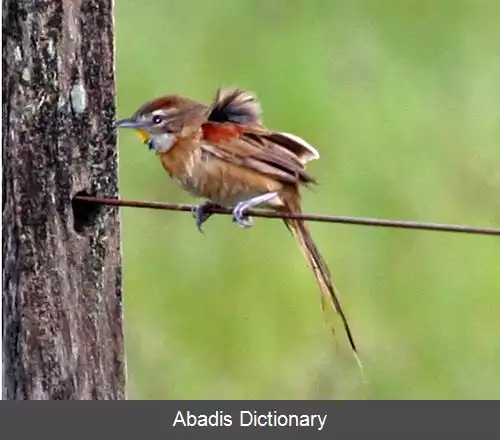 عکس دم تیزک چوتوی