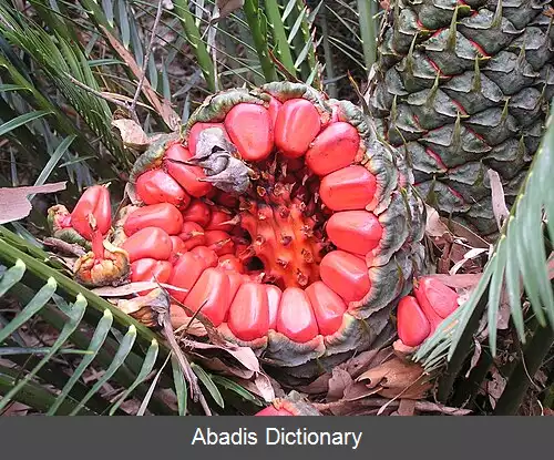 عکس دانه پوش گوشتی