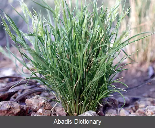 عکس چمن بیابانی (سرده)
