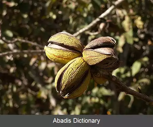 عکس گردوی آمریکایی