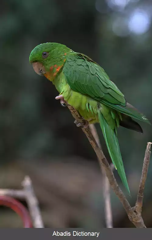 عکس طوطی گلوسرخ
