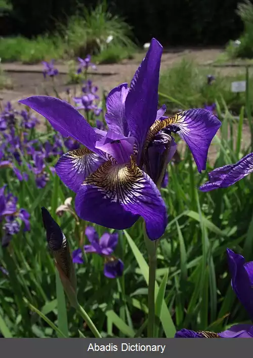 عکس زنبق دلاوایی