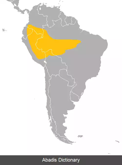 عکس سگ گوش کوتاه