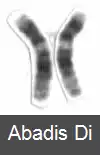 عکس کروموزوم ۱۲ (انسان)