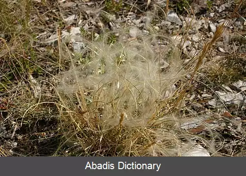 عکس استپی دائمی