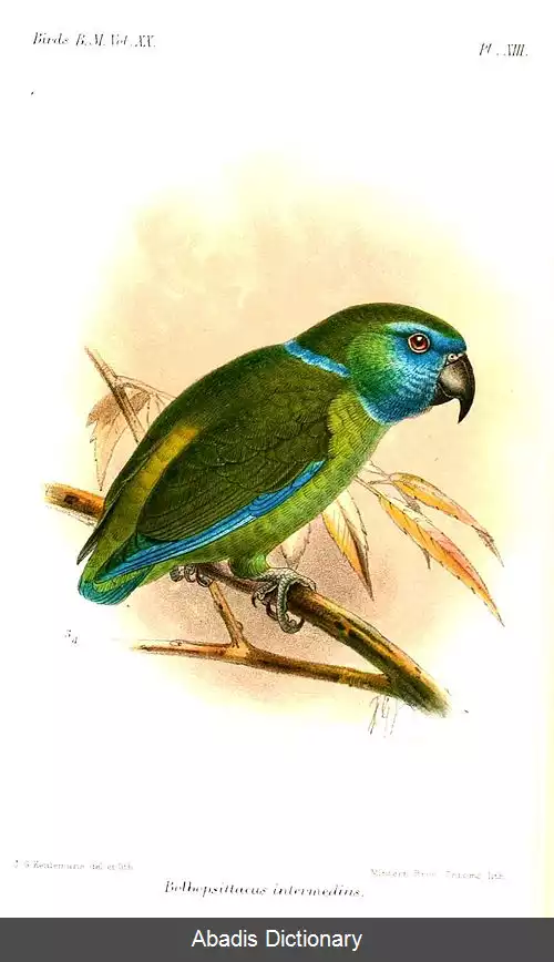 عکس طوطی گواوا
