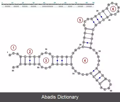عکس ساختار دوم اسید نوکلئیک