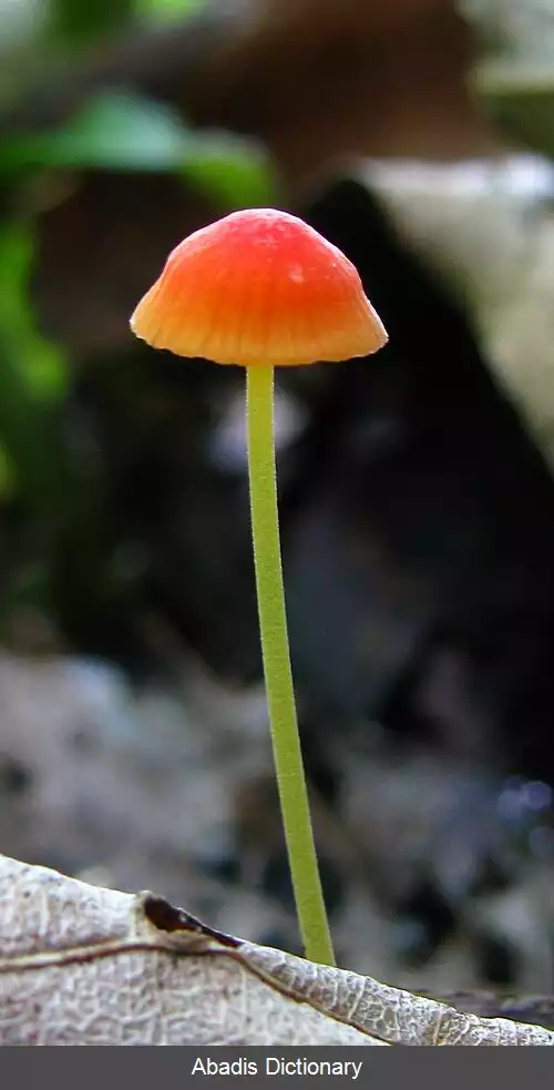 عکس کلاه پارچه ای نارنجی
