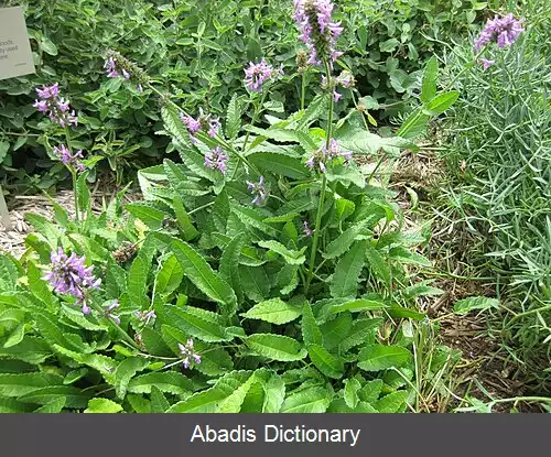 عکس سنبله ای آفیسینالیس