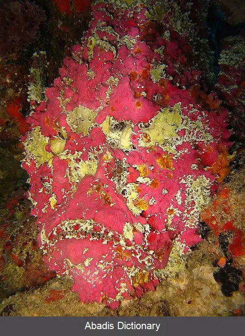 عکس سنگ ماهی مرجانی