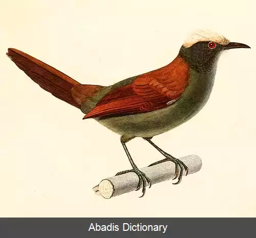 عکس دم تیزک تاج روشن