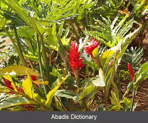 عکس زنجبیل قرمز