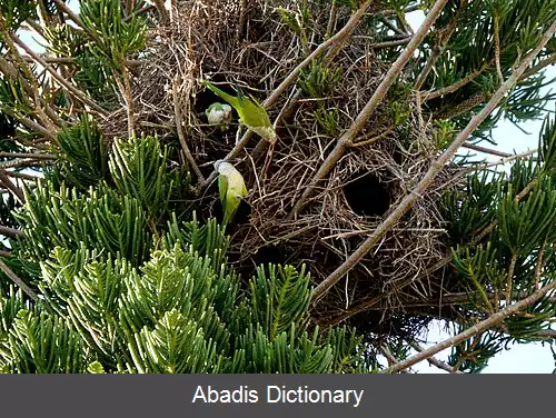 عکس کلنی پرنده