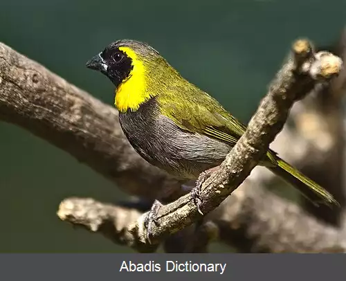 عکس چغک علفی کوبایی