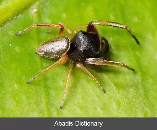 عکس زیگوبالوس روفیپس