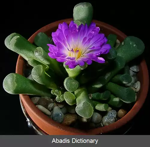 عکس فریثیا پولچرا