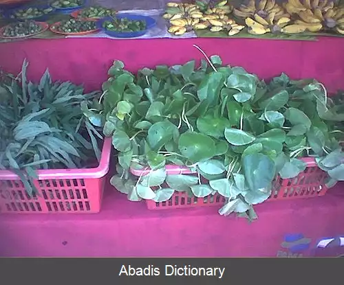 عکس قدح مریم جاوه ای