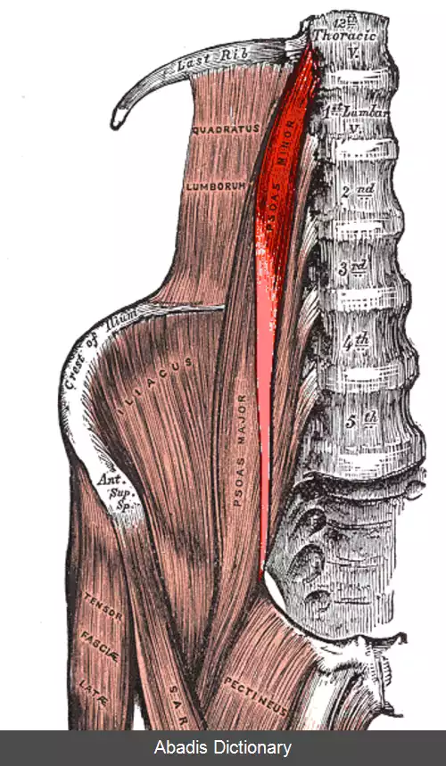 عکس ماهیچه پسواس کوچک