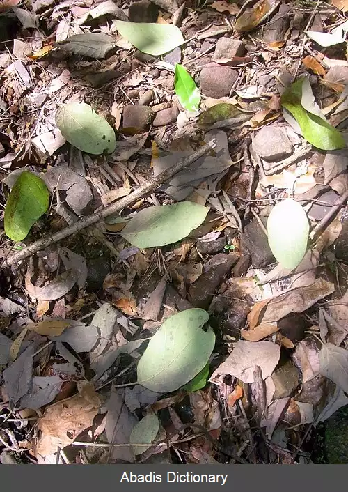 عکس بستر گیاهی