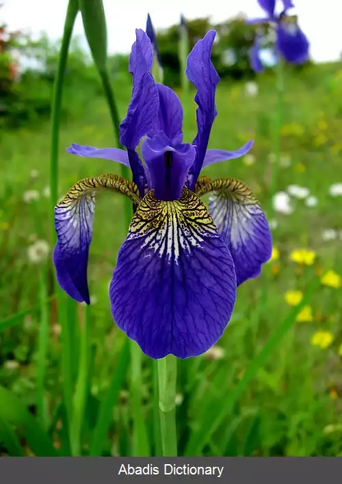 عکس زنبق های ژاپنی