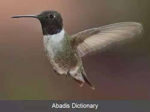 عکس مگس مرغ چانه سیاه