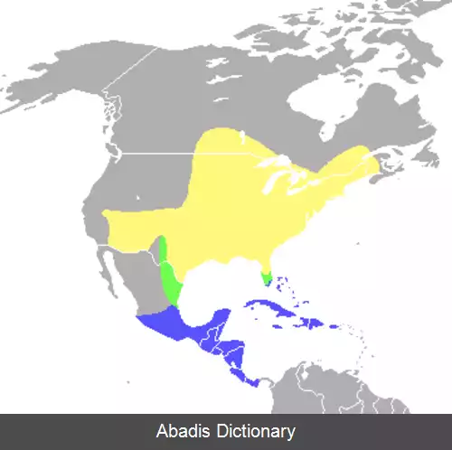 عکس زردپره نیلی