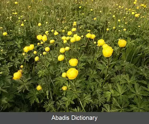 عکس گل کره ای (سرده)