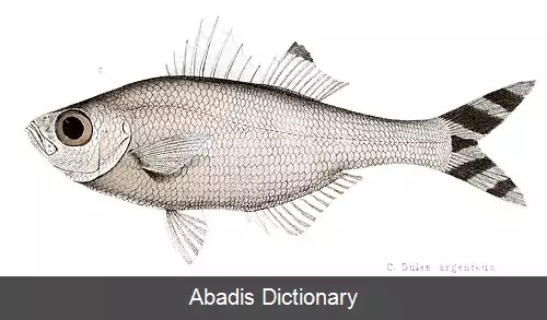 عکس دم پرچمی راه راه