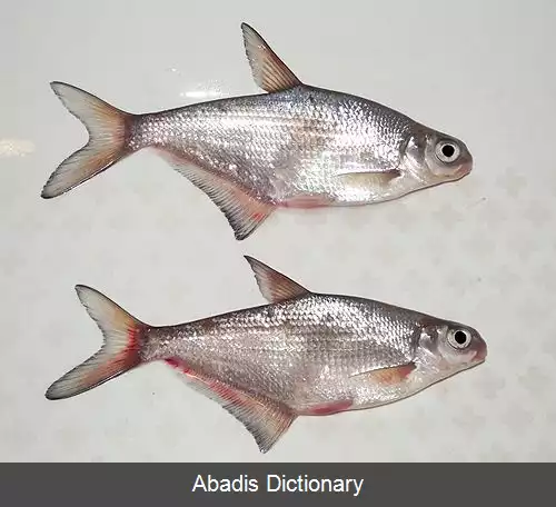 عکس سیم چشم سفید