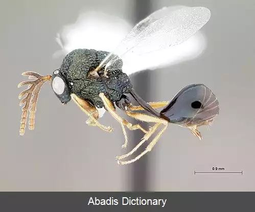 عکس زنبورانگلیان