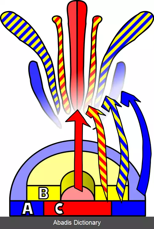 عکس رشد گیاه