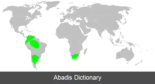 عکس عنکبوت زمینی کوچک