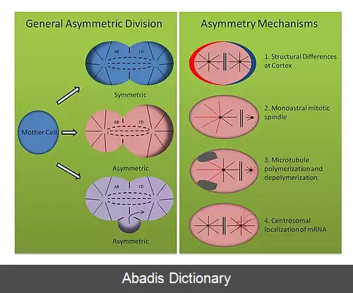عکس تقسیم سلولی نامتقارن