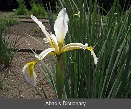 عکس زنبق کارتلی