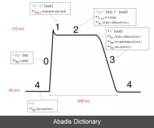 عکس پتانسیل عمل قلب