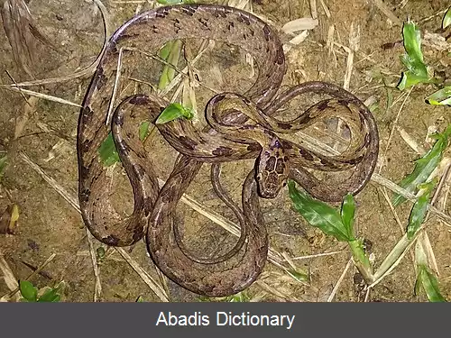 عکس گربه مار سری لانکا