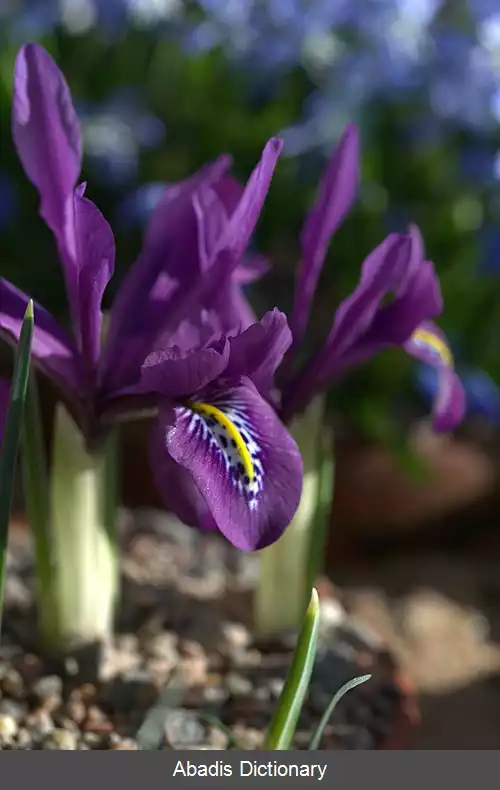 عکس زنبق کولپاکفسکی