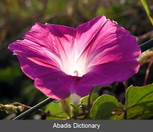 عکس نیلوفر ارغوانی