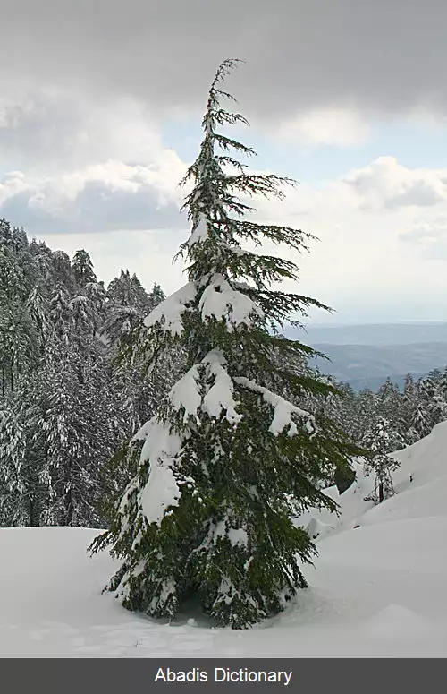 عکس سدر سروی