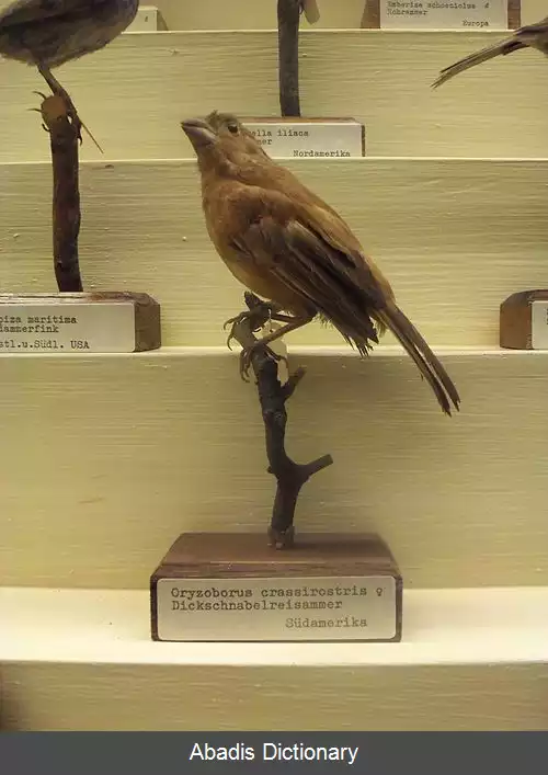 عکس سهره دانه خوار نوک دراز