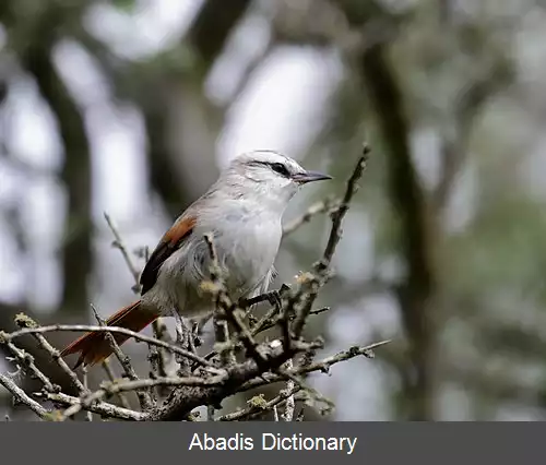 عکس دم تیزک تاج نواری